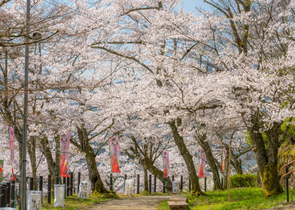 桜遠征（2）福井～富山