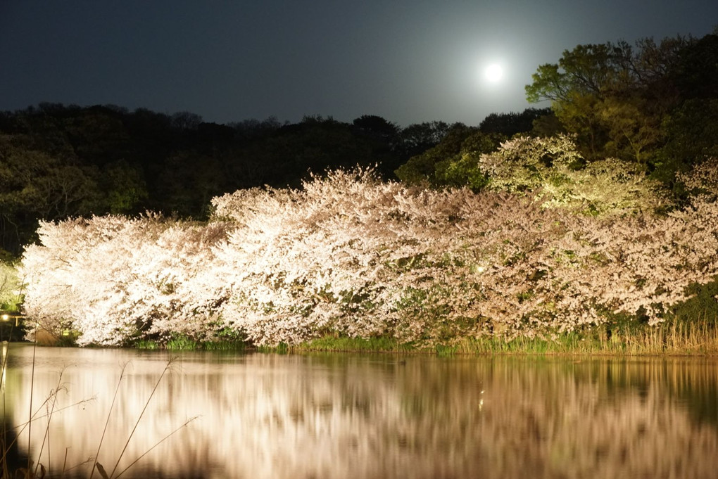 横浜 三渓園の桜