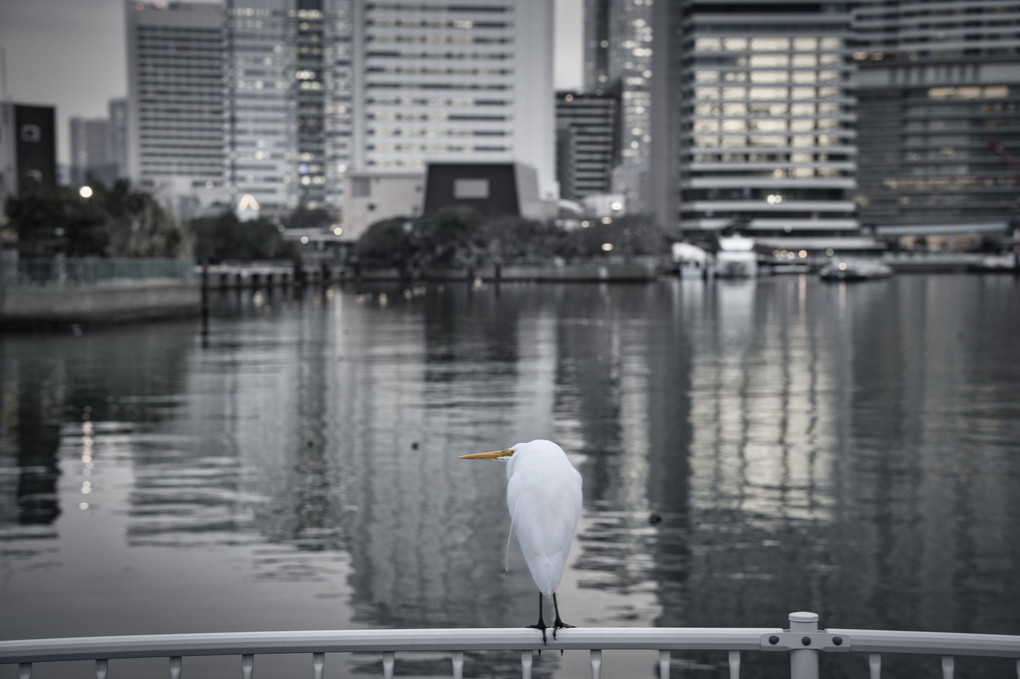 隅田川の屋形船・東京タワー・鳥