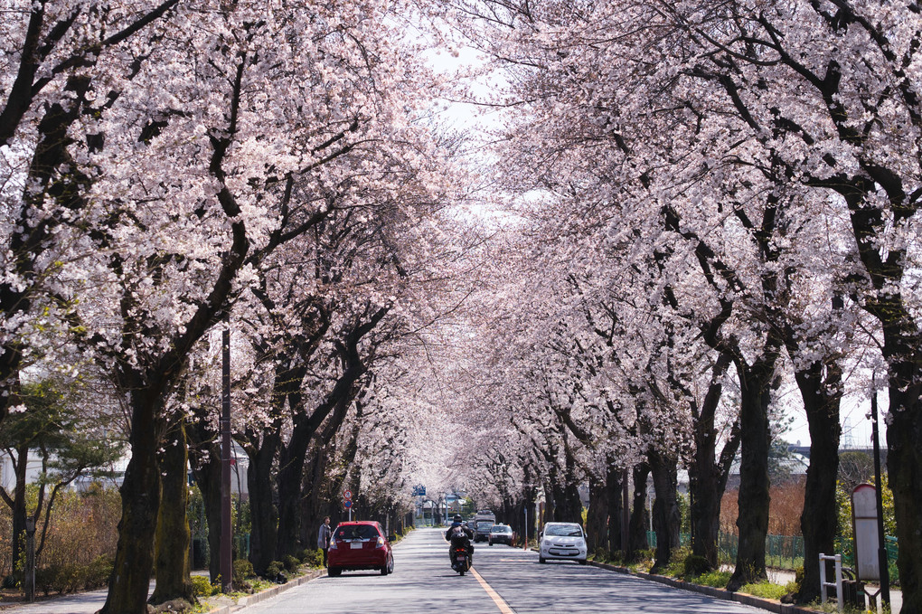 桜並木道