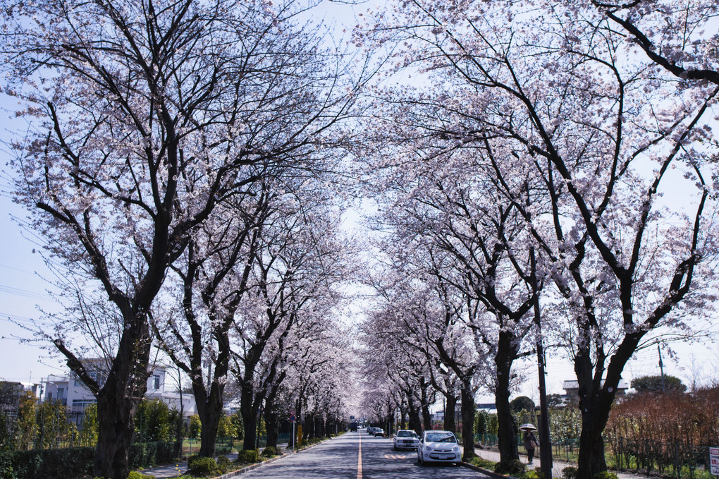 桜並木道