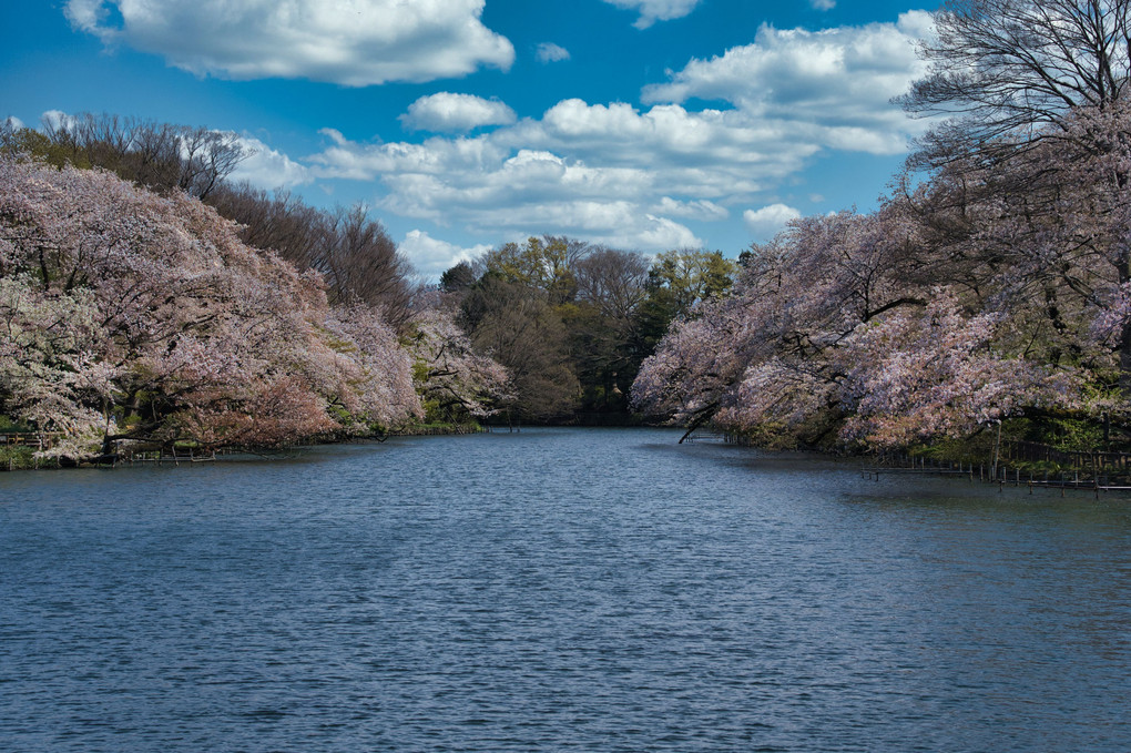 桜と水の風景