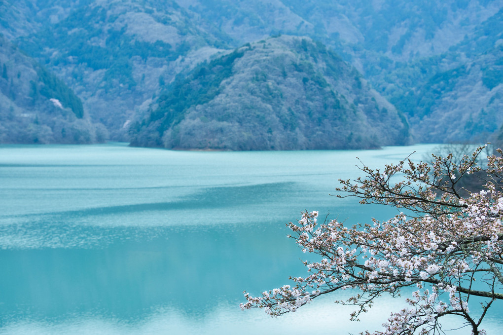 桜と水の風景