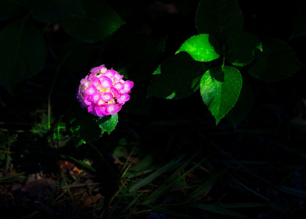 一輪の紫陽花