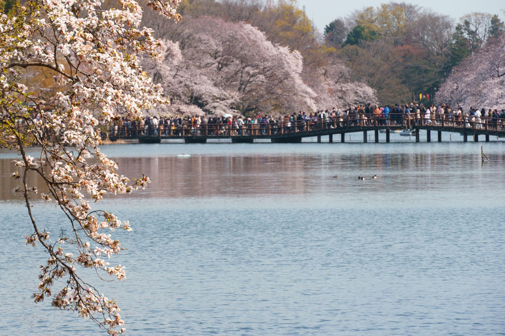 井の頭恩賜公園の桜