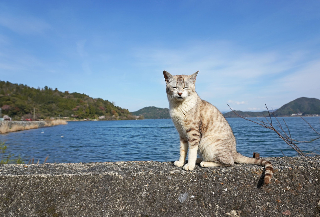 琵琶湖と猫