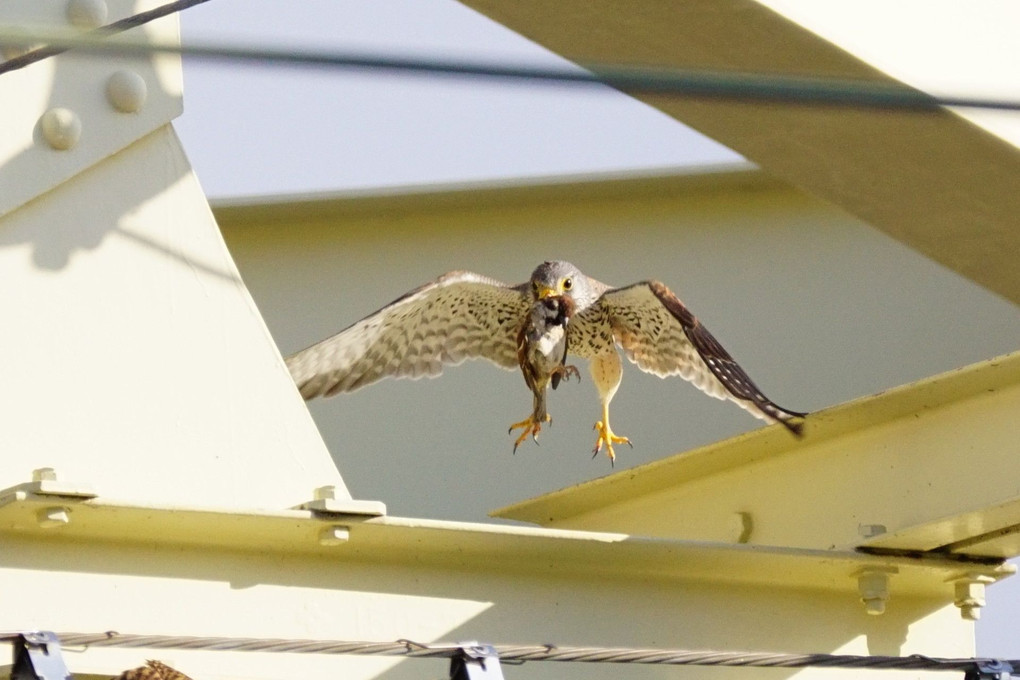 チョウゲンボウ夕方の狩り