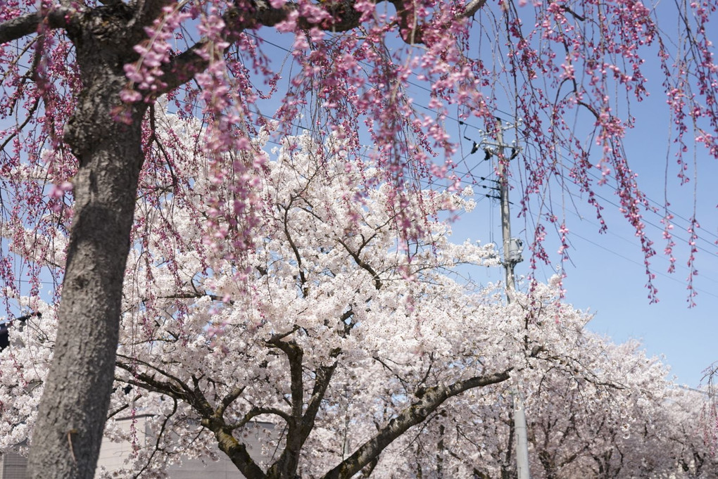 桜のある景観