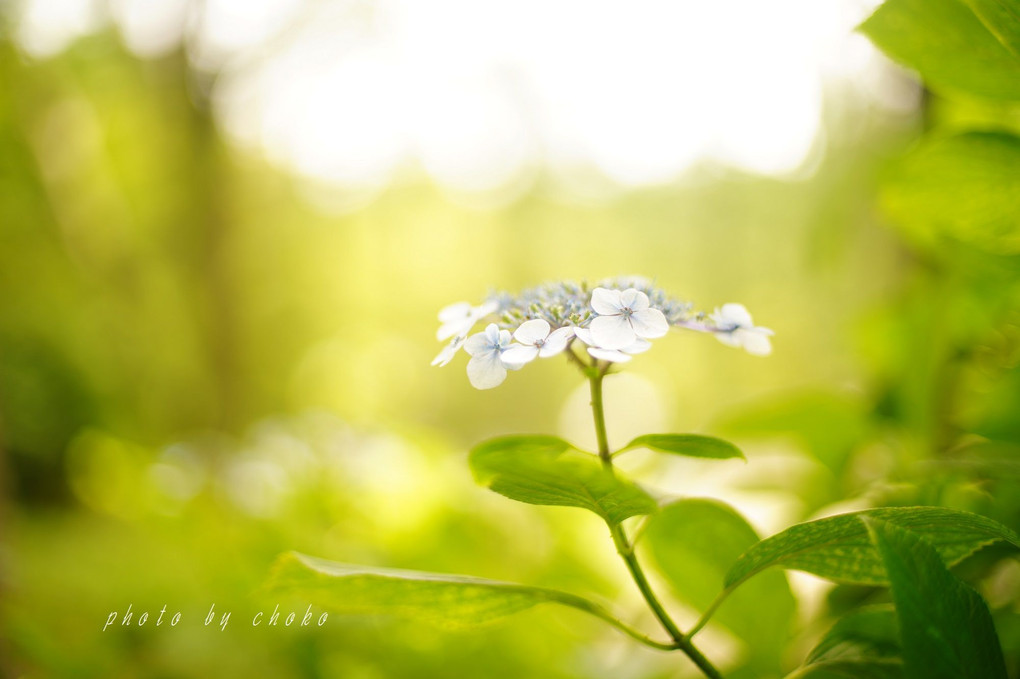 山紫陽花