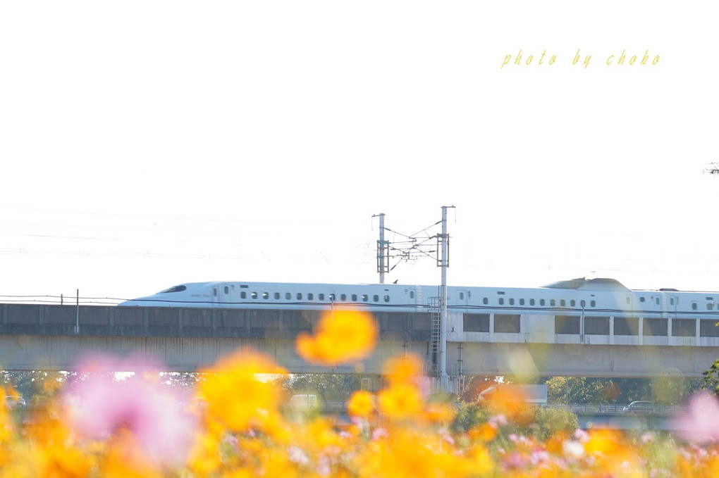 新幹線と秋桜