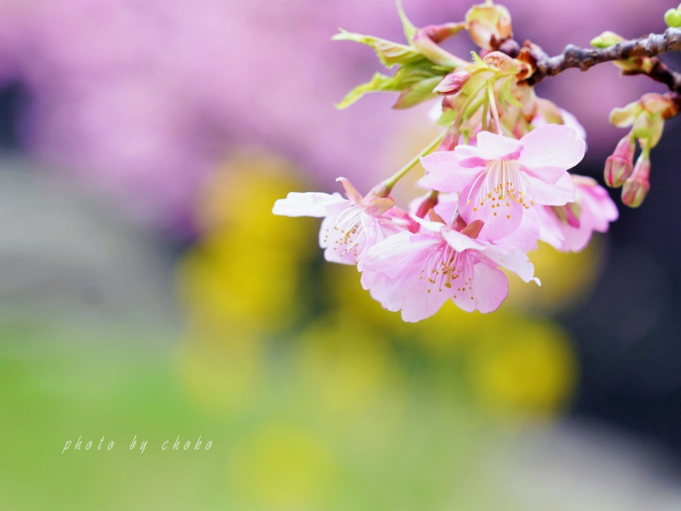 河津桜と菜の花