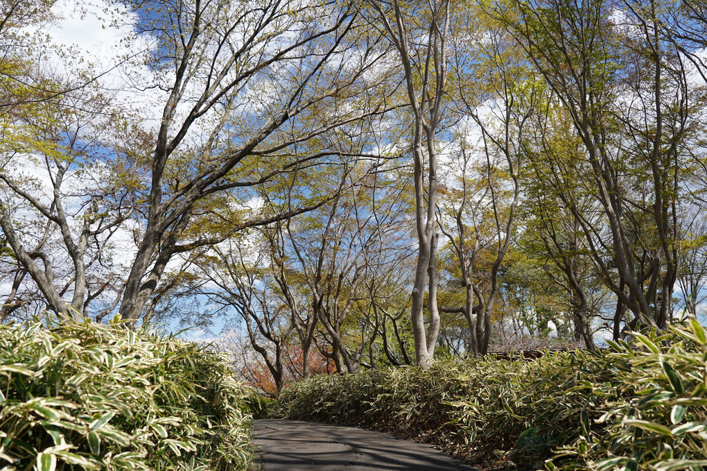 公園とハト