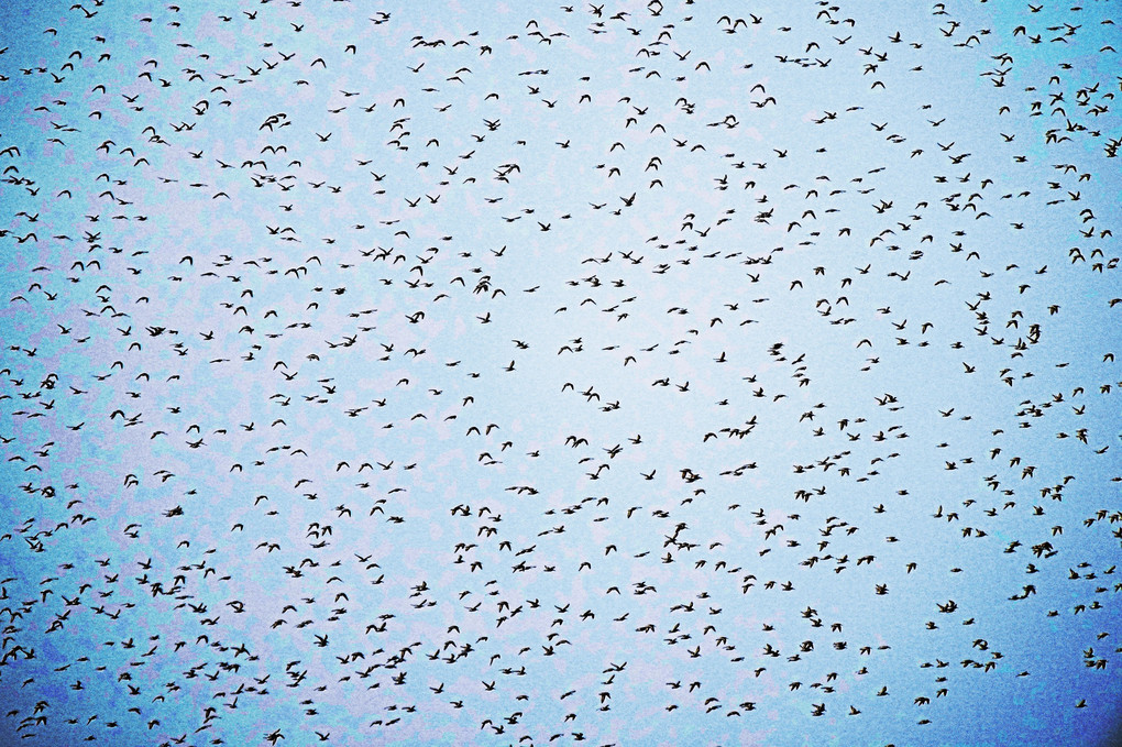 鳥の群の集団行動