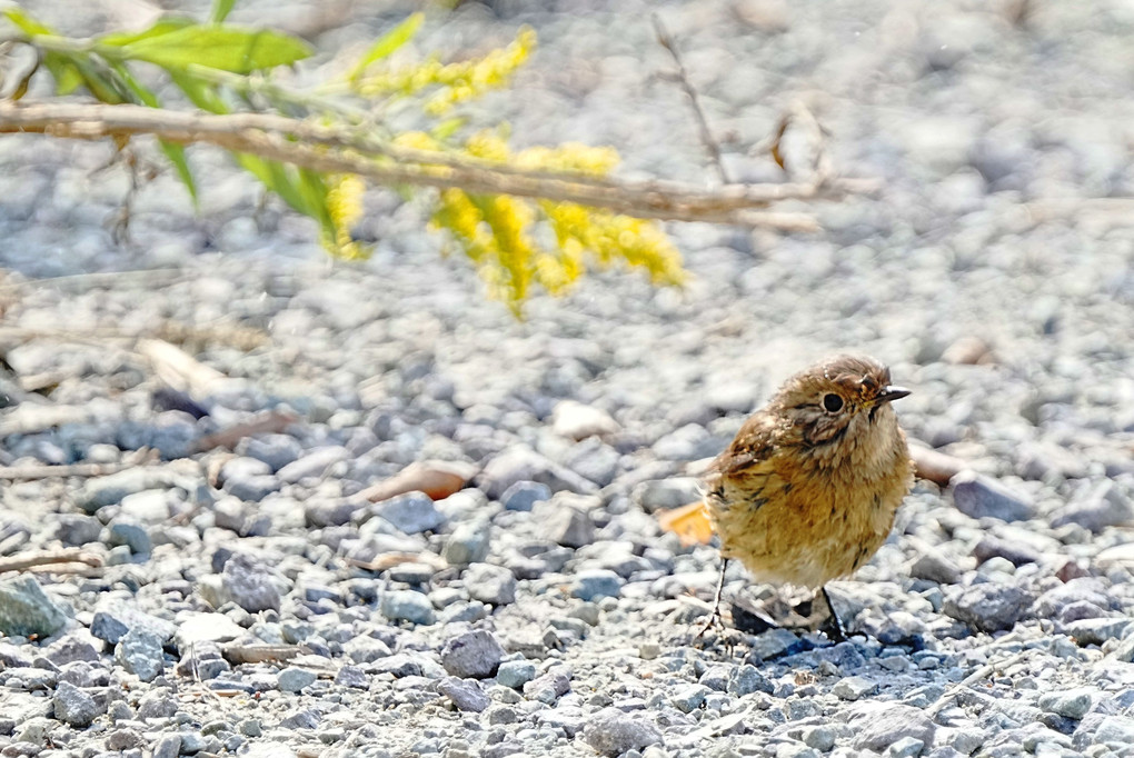 眼が回った#ジョウビタキ#