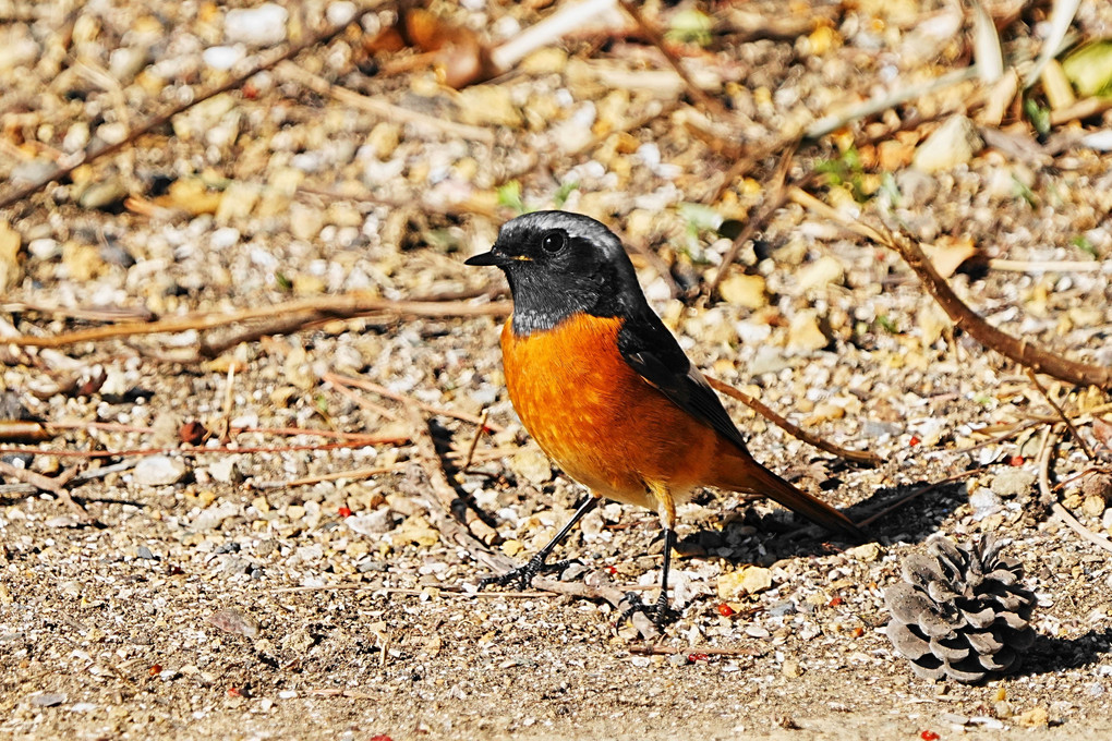 今年初の鳥撮まとめ10種