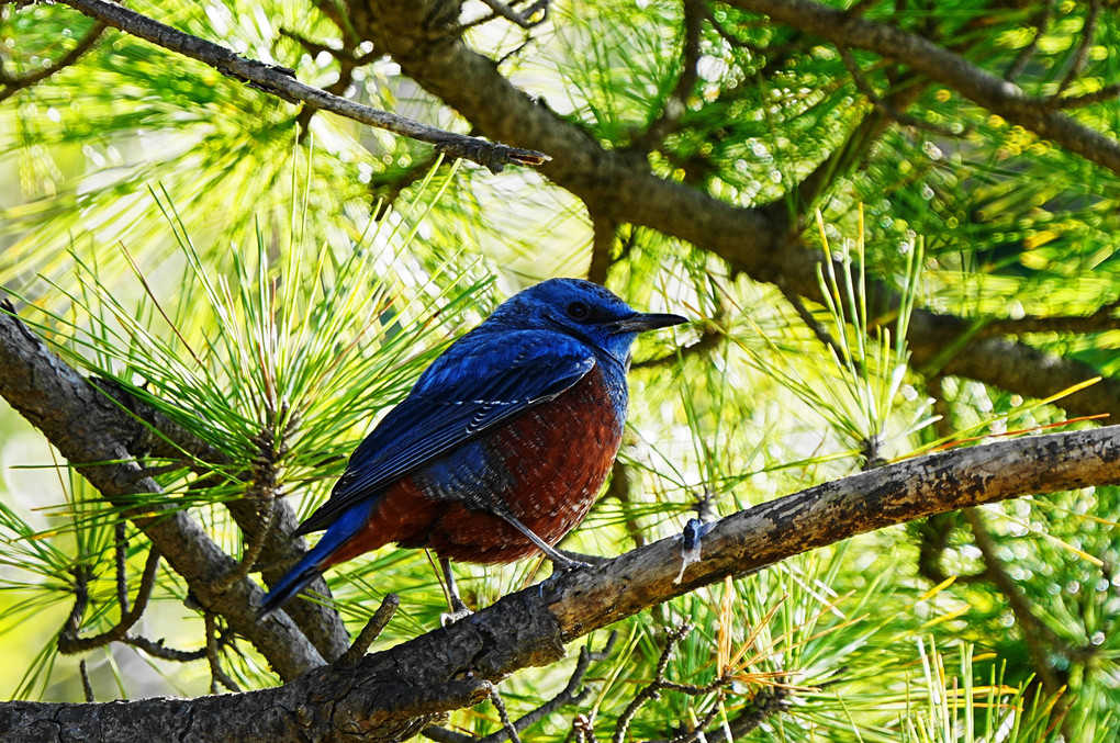 今年初の鳥撮まとめ10種