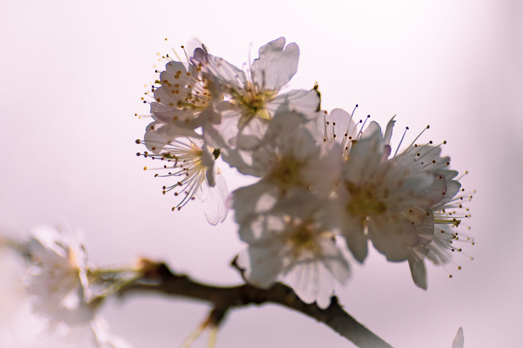 透ける桜