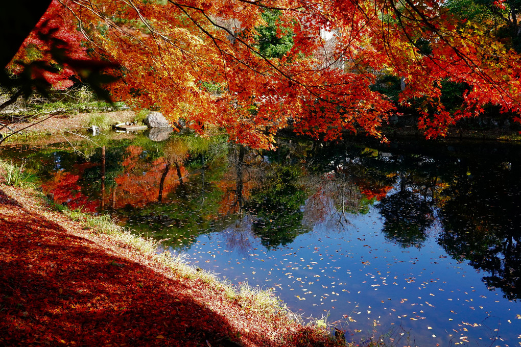 池に映る紅葉