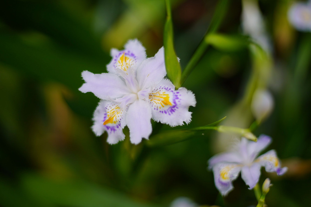 近所にあった素敵な花園-2