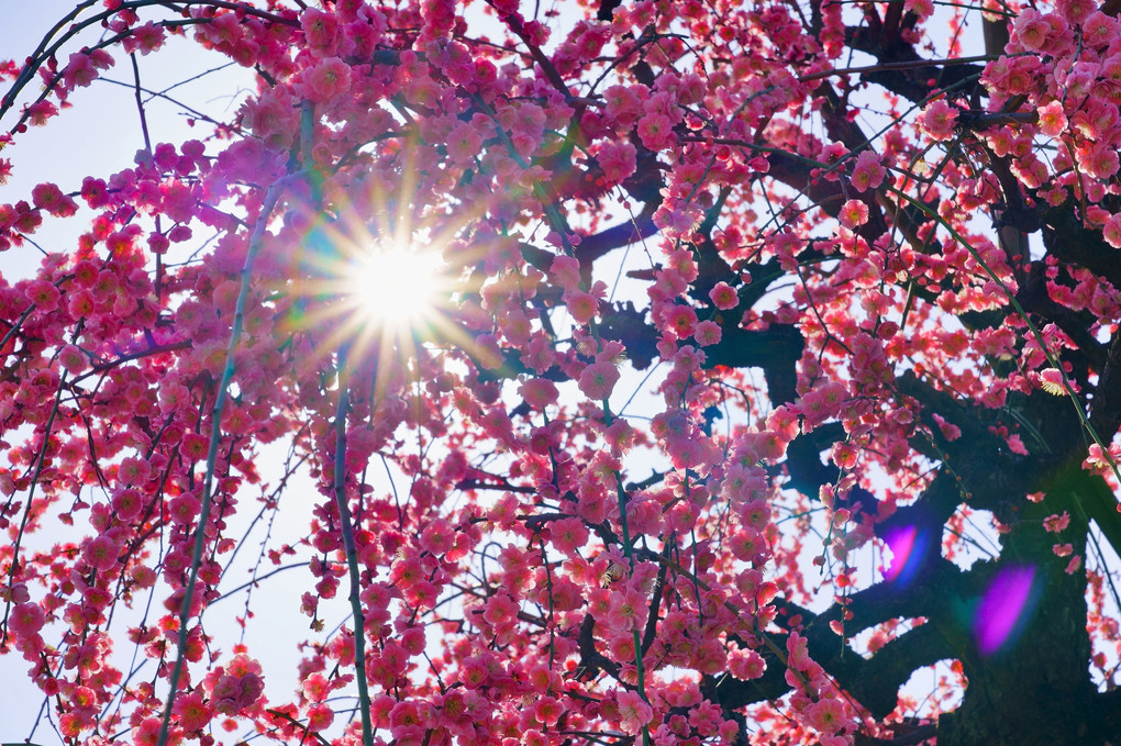 春の陽射しに輝く紅梅