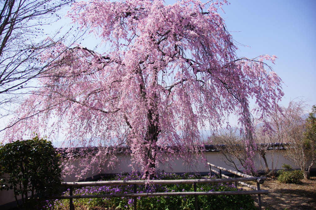糸桜