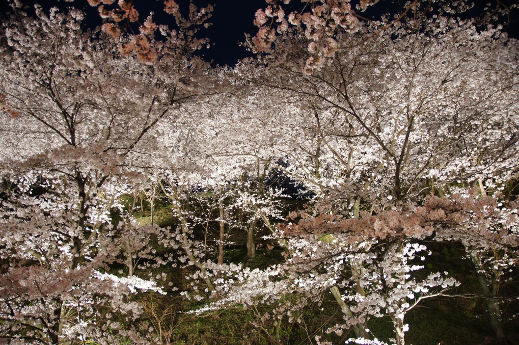 夜桜その２