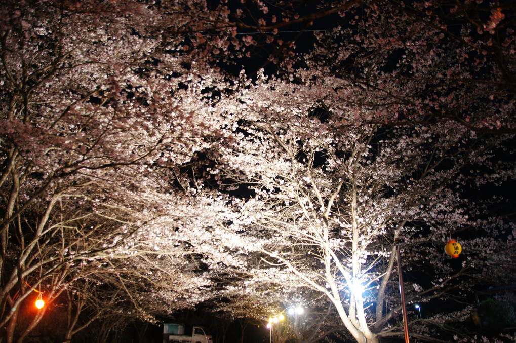 夜桜