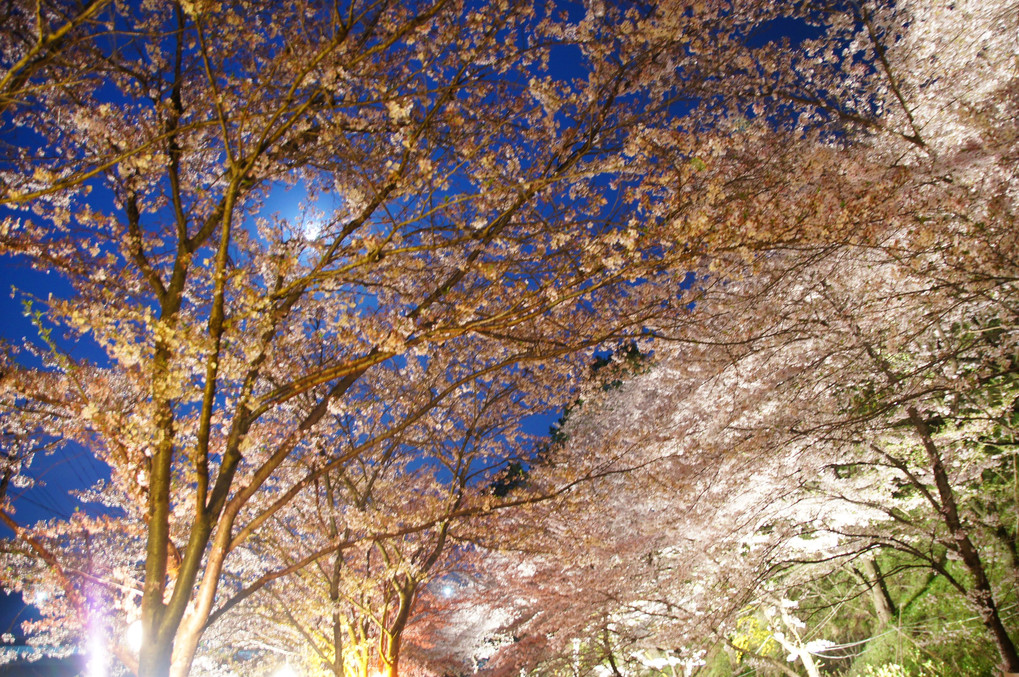 夜桜