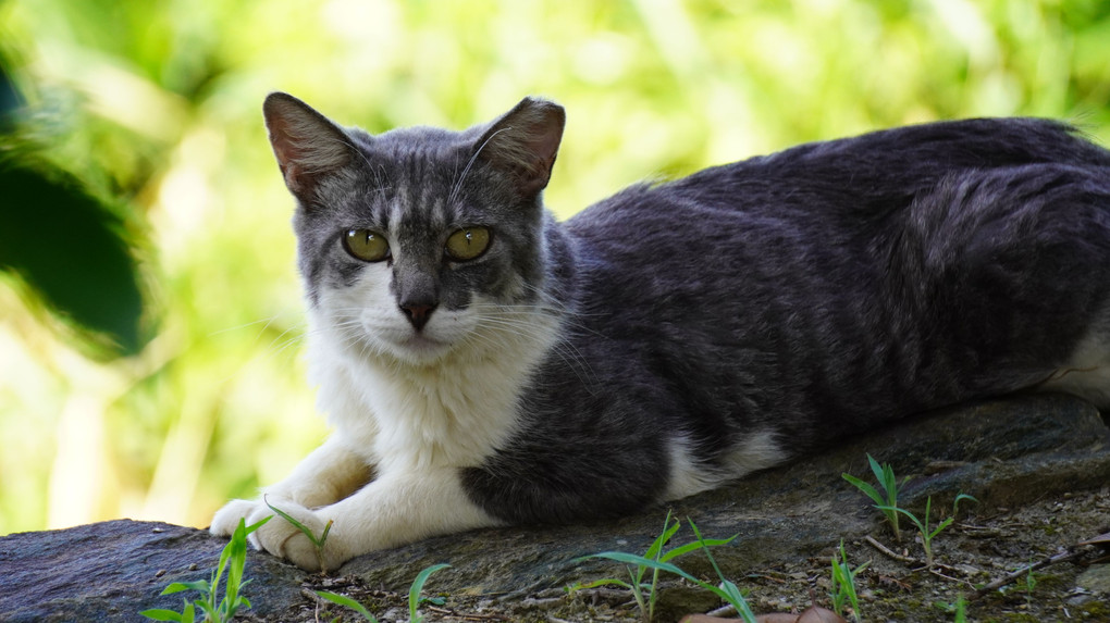 野良猫