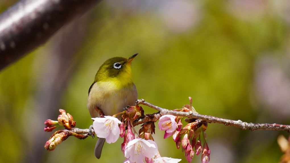 河津桜とメジロ