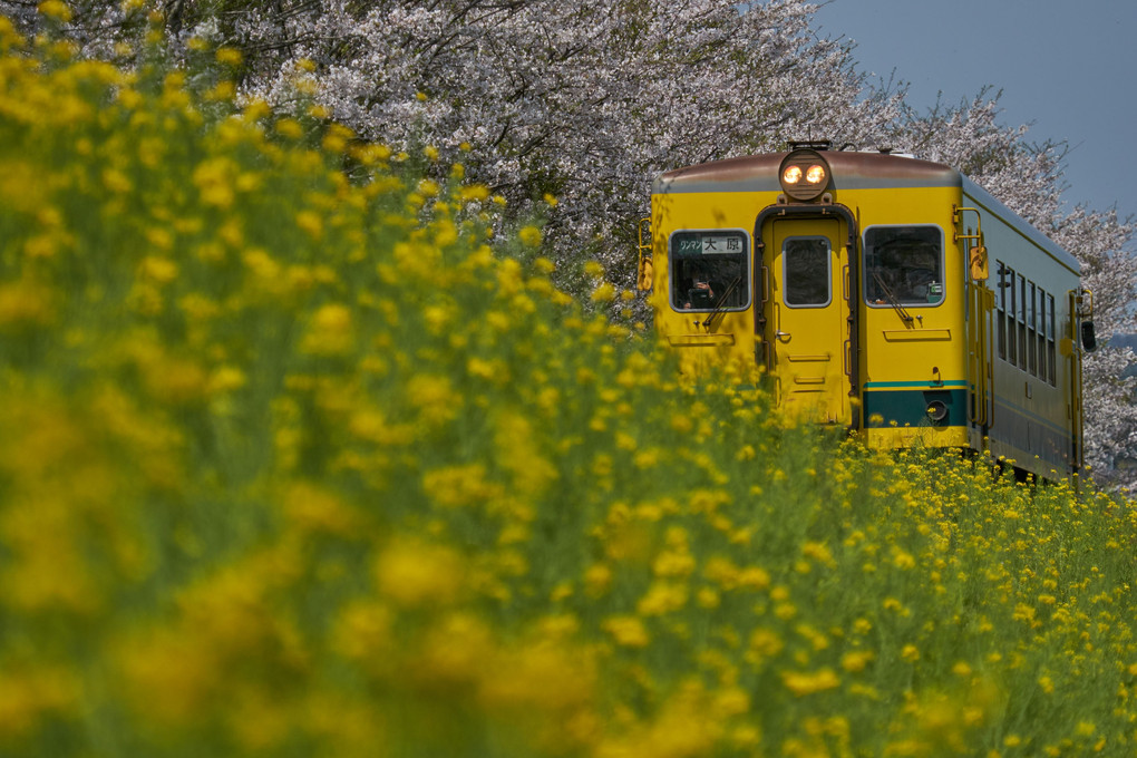 いすみ鉄道〜新田野