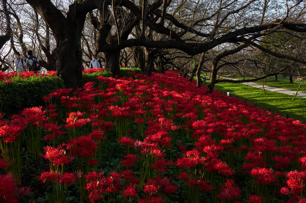 権現堂公園の彼岸花