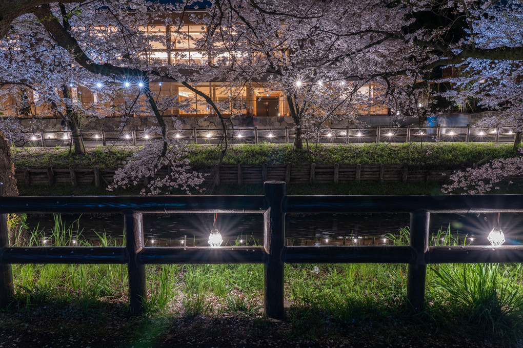 新河岸川の夜桜
