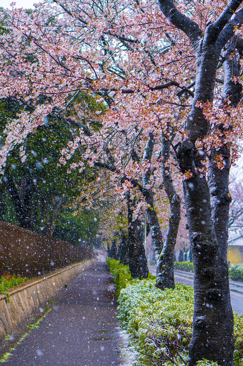 雪と桜①