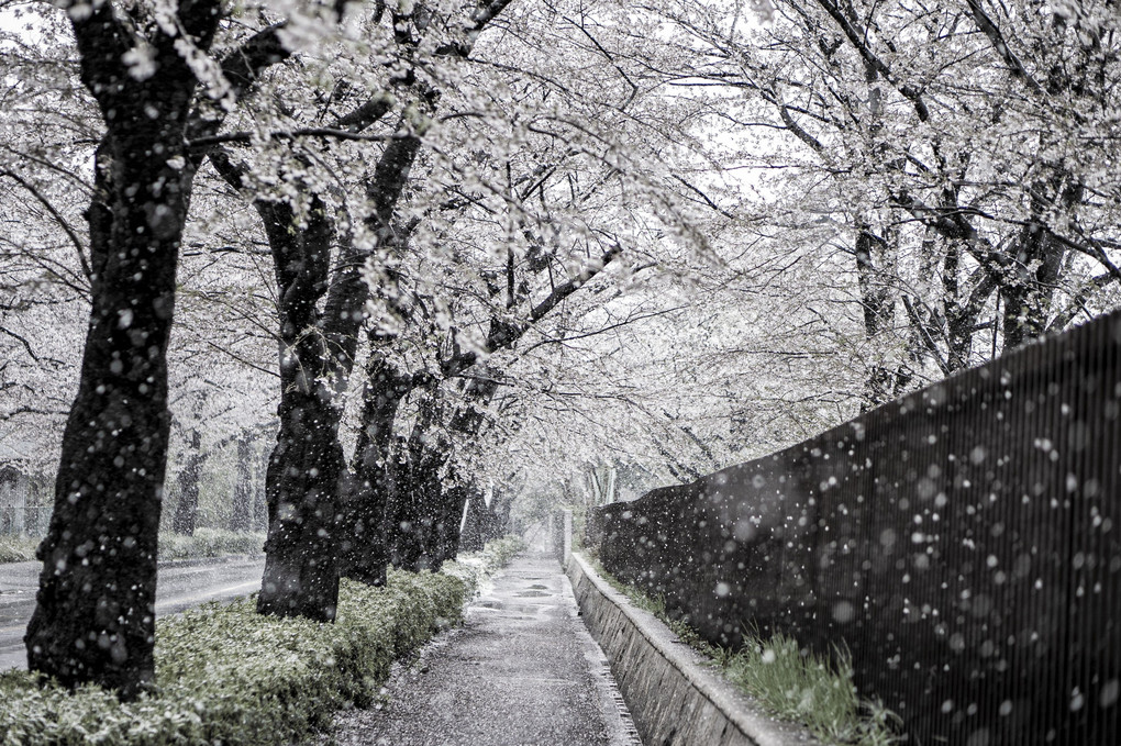 雪と桜②