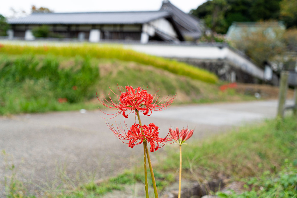 棚田の秋