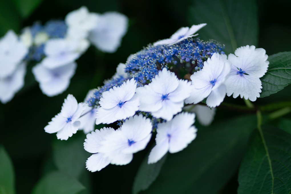 ブルーの額紫陽花