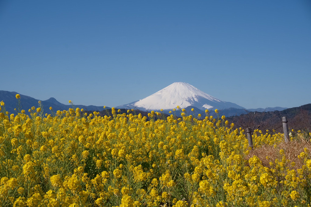 富士山と菜の花畑