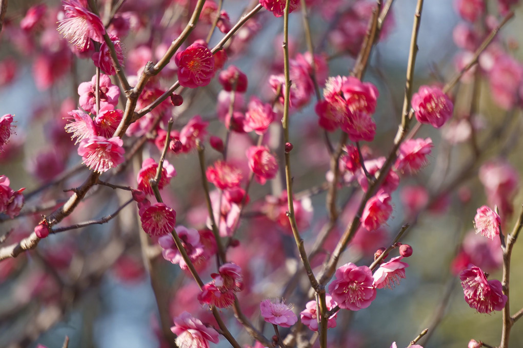 羽根木公園の梅の花