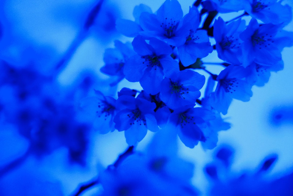 夕暮れ過ぎの青い桜
