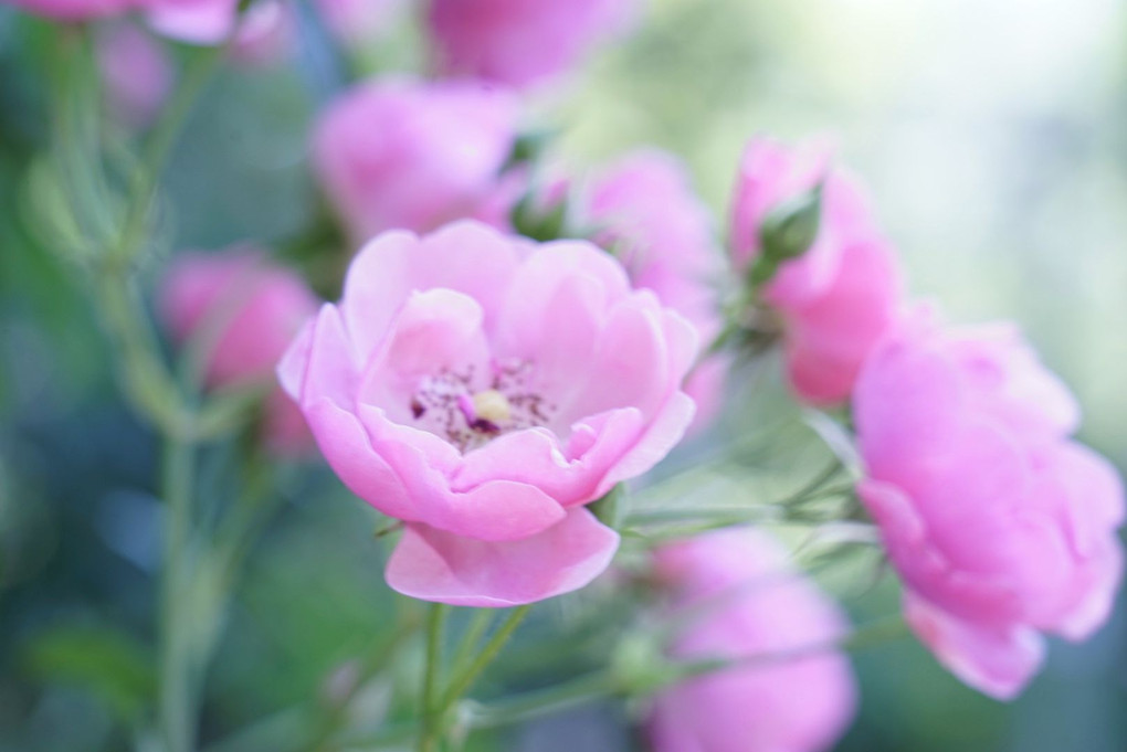 相模原北公園の薔薇