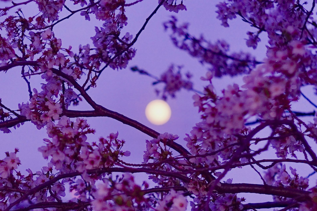 満月と桜