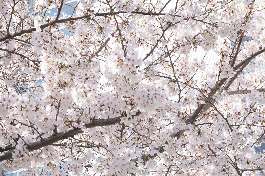 朝顔の桜