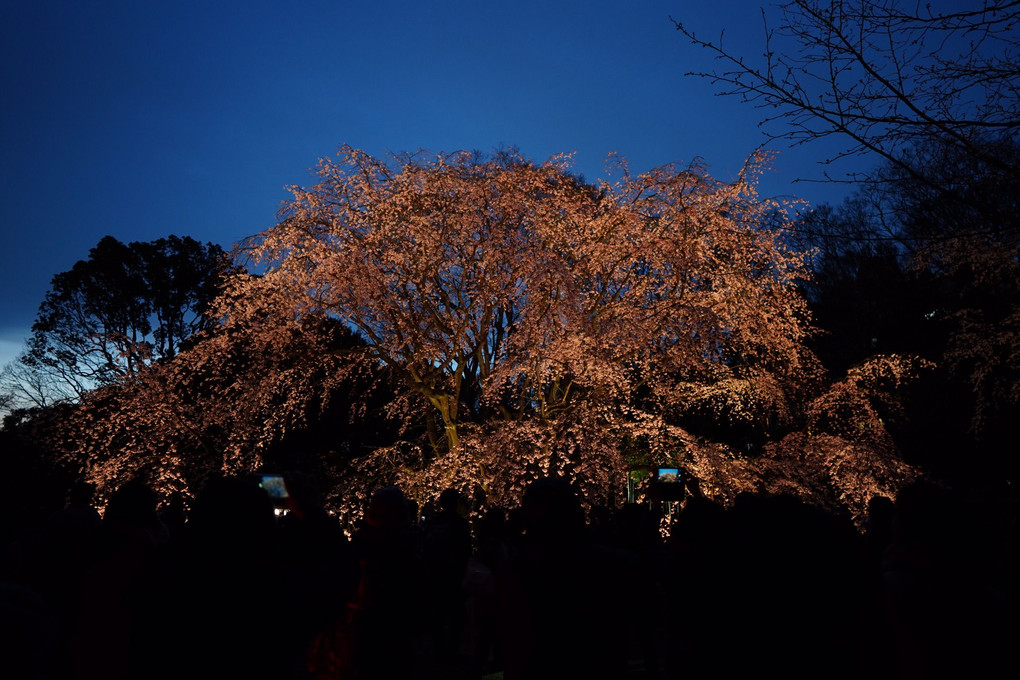 ライトアップ 枝垂桜