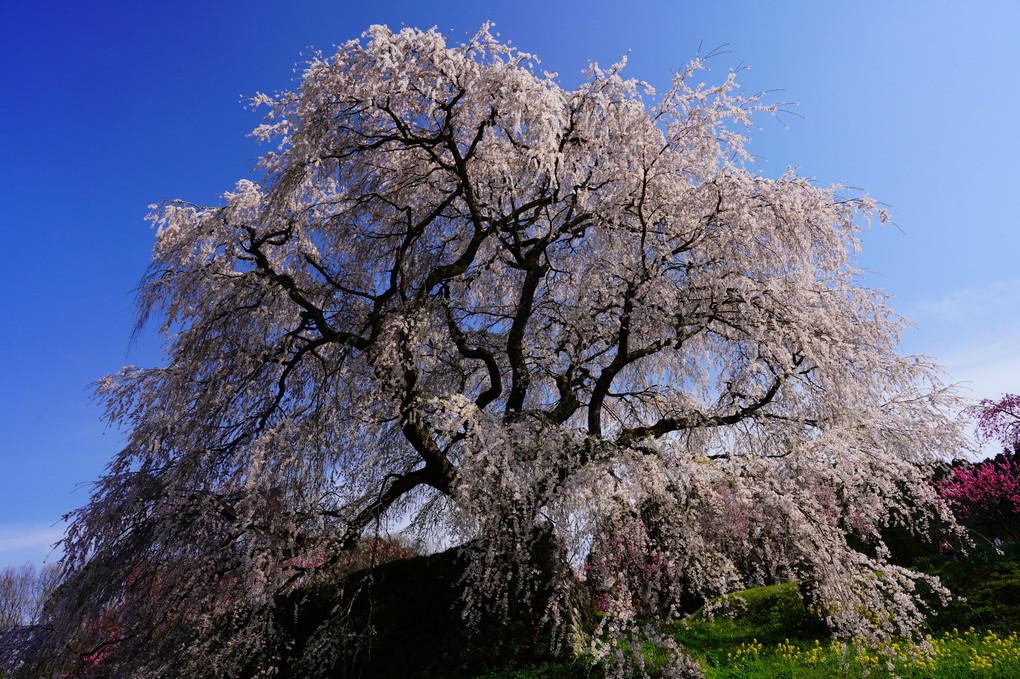 又兵衛桜2022