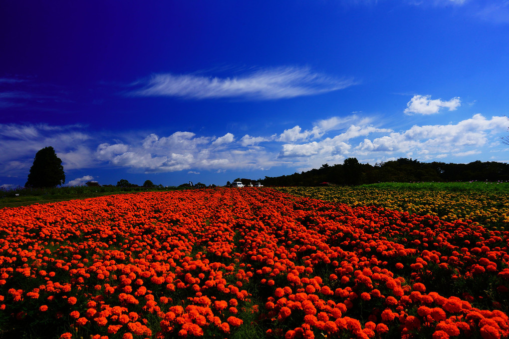 三重県　青山高原