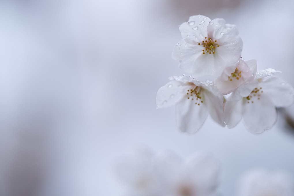 三分咲き当時の彦根城での桜