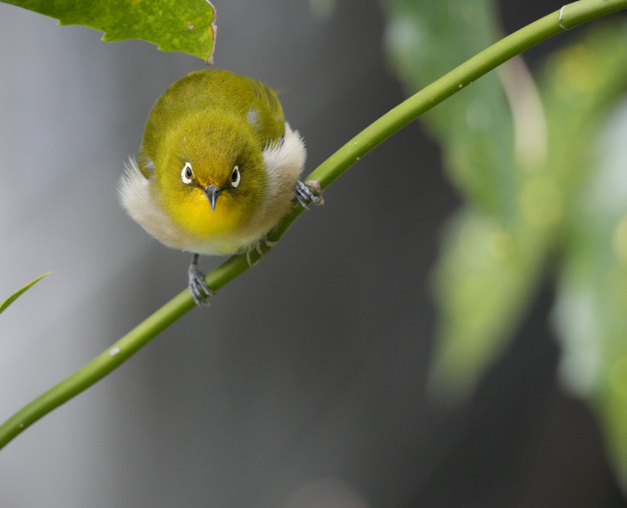 メジロとにらめっこ