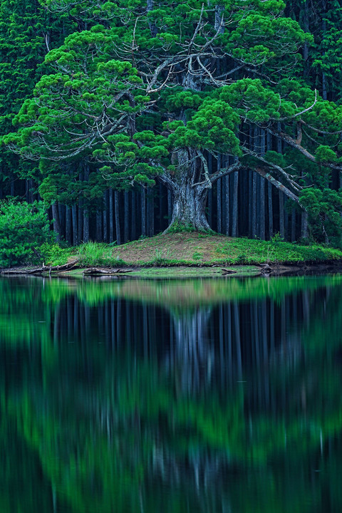 岩尾池の一本杉