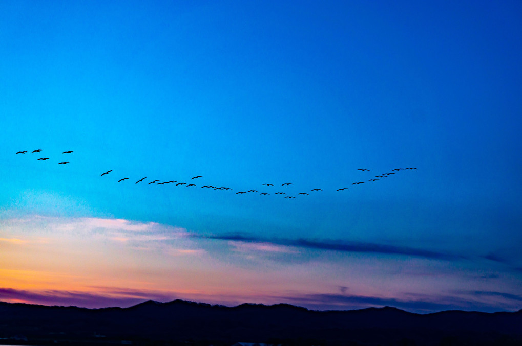 夕暮れに飛翔